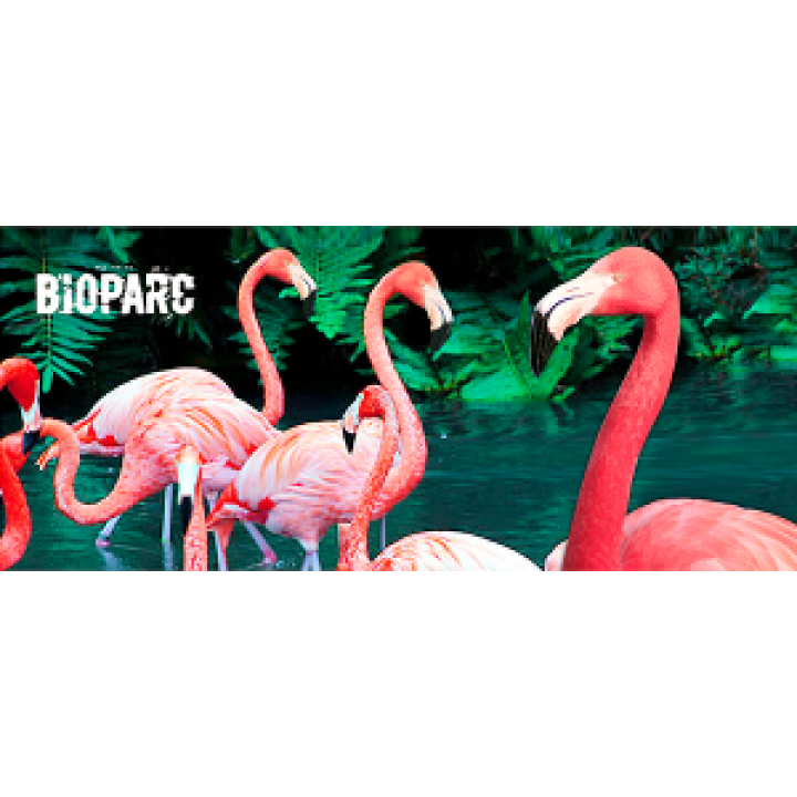17670  Flamant Rose Bioparc