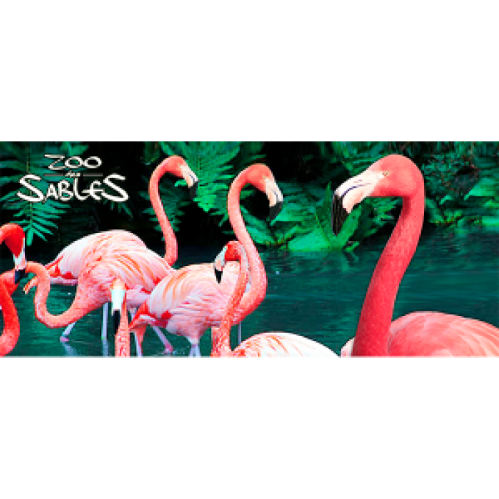 17670  Flamants Rose Zoo les Sables dOlonne