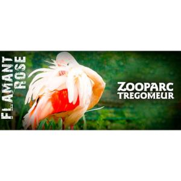 19195  Flamant Rose Zooparc de Tregomeur