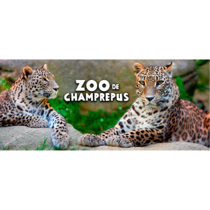 19218  Panthère des Perse Zoo de Champrepus