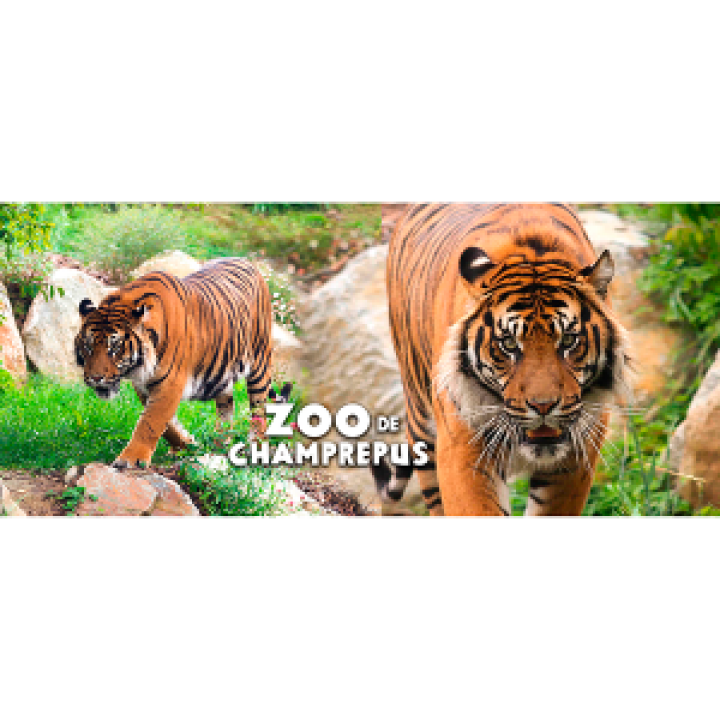 19222  Tigres de Sumatra Zoo de Champrepus