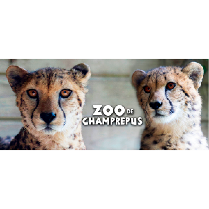 19223  Guépard Zoo de Champrepus