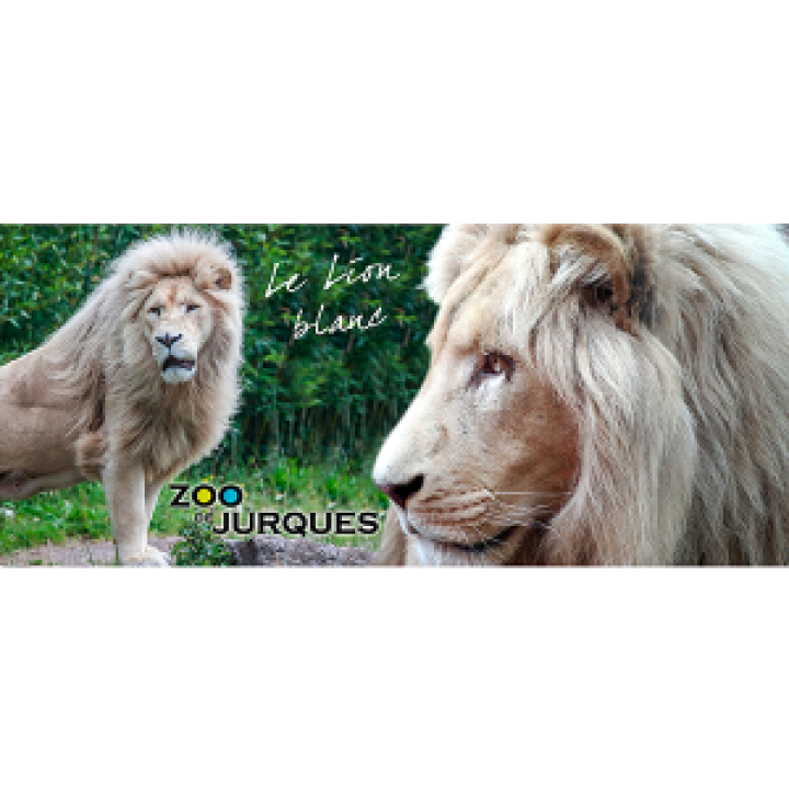 19257  Lion Blanc Zoo de Jurques