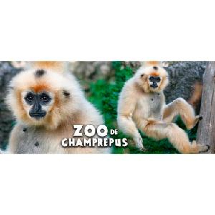 19619  Gibon Zoo de Champrepus