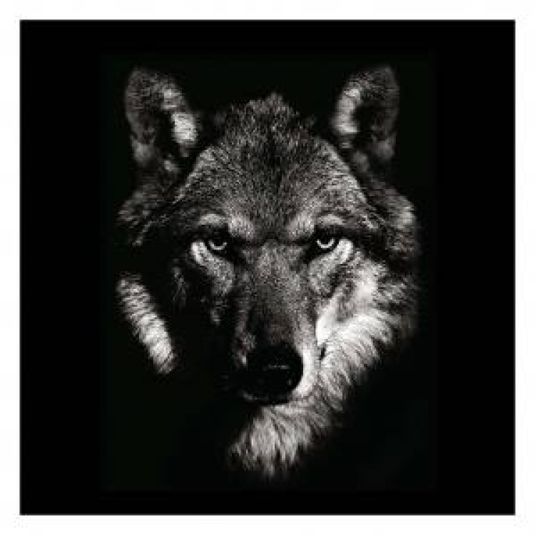Coussin all-over Sublimation Loup Gamme Black (Palitine) uni 40 x 40