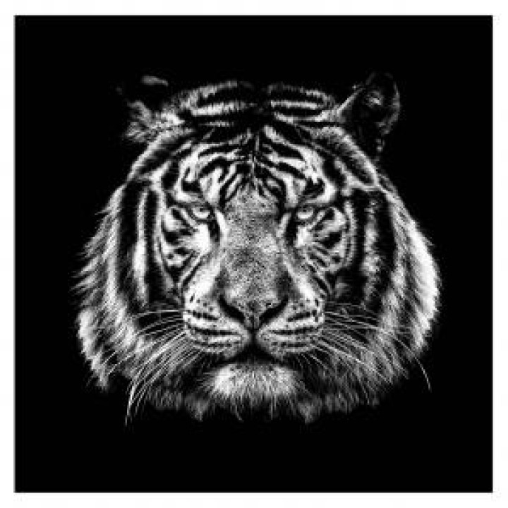 Coussin allover Sublimation Tigre Gamme Black Palitine uni 40 x 40